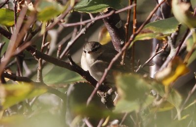 Bruine Boszanger / Dusky Warbler / Phylloscopus fuscatus