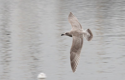 Zilvermeeuw / Herring Gull / Larus argentatus