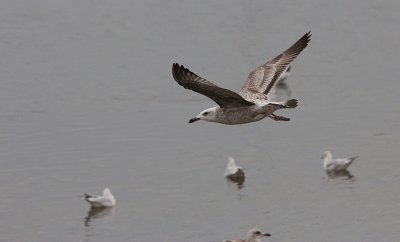 Pontische Meeuw / Caspian Gull / Larus cachinnans