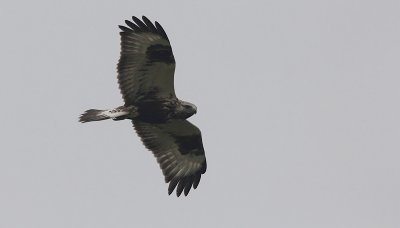 Ruigpootbuizerd / Rough-legged Buzzard / Buteo lagopus