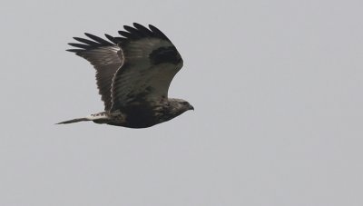 Ruigpootbuizerd / Rough-legged Buzzard / Buteo lagopus