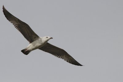 Pontische Meeuw / Caspian Gull / Larus cachinnans