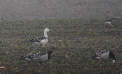 Brandgans x Ross' Gans / Barnacle Goose x Ross's Goose / Branta leucopsis x Chen Rossii