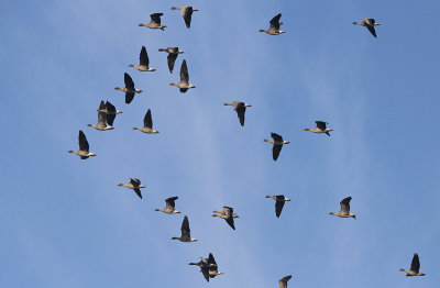 kleine Rietganzen