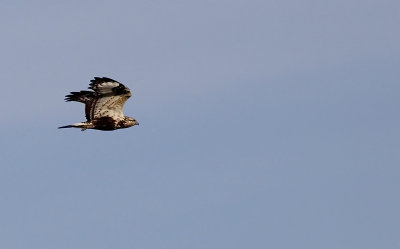 Ruigpootbuizerd / Rough-legged Buzzard / Buteo lagopus
