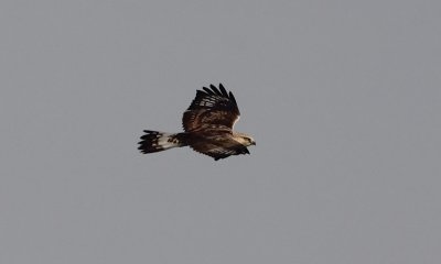 Ruigpootbuizerd / Rough-legged Buzzard / Buteo lagopus