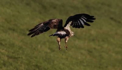 Ruigpootbuizerd / Rough-legged Buzzard / Buteo lagopus