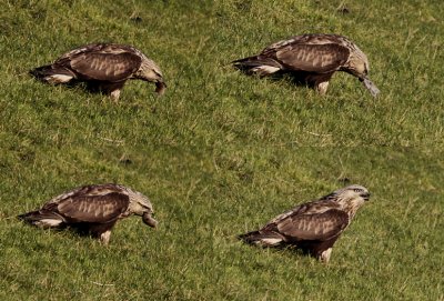 Ruigpootbuizerd / Rough-legged Buzzard / Buteo lagopus
