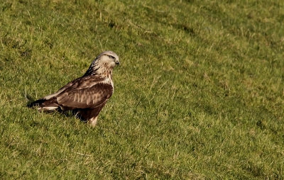 Ruigpootbuizerd / Rough-legged Buzzard / Buteo lagopus