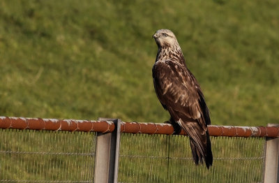 Ruigpootbuizerd / Rough-legged Buzzard / Buteo lagopus