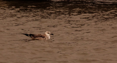 Baltische Mantelmeeuw? / Baltic Gull / Larus fuscus fuscus