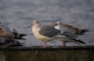 Zilvermeeuw / Herring Gull / Larus argentatus