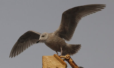 Hybride Zilvermeeuw x Grote Burgemeester? / Hybrid Herring Gull x Glaucous Gull? / Larus argentatus x Larus hyperboreus?