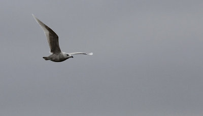 Kleine Burgemeester / Iceland Gull / Larus glaucoides