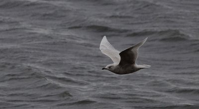 Kleine Burgemeester / Iceland Gull / Larus glaucoides