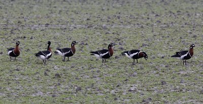 Roodhalsgans / Red-breasted Goose / Branta ruficollis