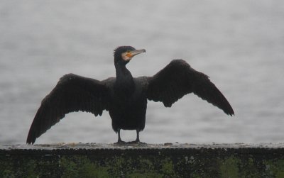Grote Aalscholver / Atlantic Great Cormorant / Phalacrocorax carbo carbo
