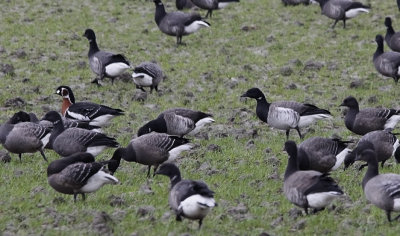 Witbuikrotgans / Pale-bellied Brant / Branta hrota