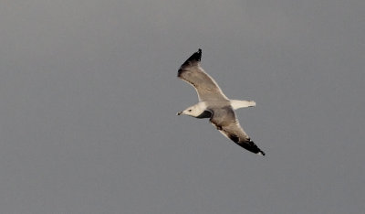 Pontische Meeuw / Caspian Gull / Larus cachinnans