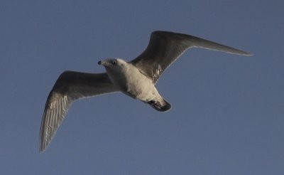 Kleine Burgemeester / Iceland Gull / Larus glaucoides