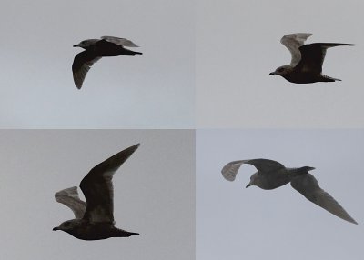 Kumliens Meeuw / Kumlien's Gull / Larus glaucoides kumlieni?