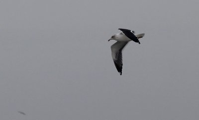 Kleine Mantelmeeuw / Lesser Black-backed Gull / Larus fuscus graellsii/intermedius