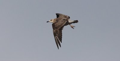 Kleine Mantelmeeuw / Lesser Black-backed Gull / Larus fuscus graellsii/intermedius
