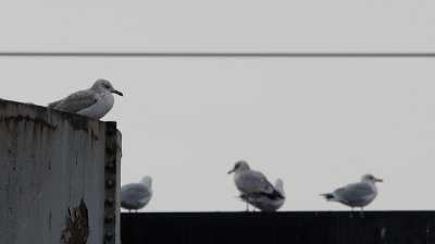 Pontische Meeuw / Caspian Gull / Larus cachinnans