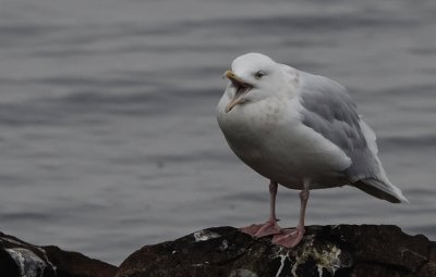 Grote Burgemeester / Glaucous Gull / Larus hyperboreus