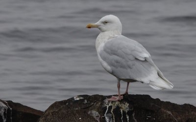 Grote Burgemeester / Glaucous Gull / Larus hyperboreus