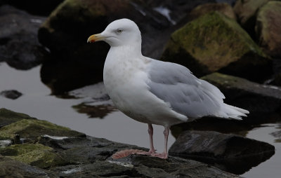 Grote Burgemeester / Glaucous Gull / Larus hyperboreus