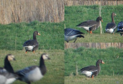 Groenlandse Kolgans / Greenland White-fronted Goose / Anser albifrons flavirostris