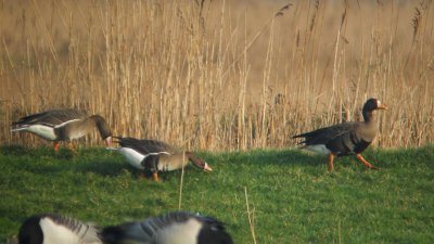 Groenlandse Kolgans / Greenland White-fronted Goose / Anser albifrons flavirostris