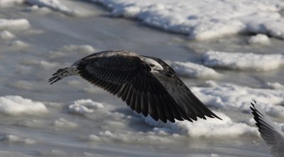 Pontische Meeuw / Caspian Gull / Larus cachinnans