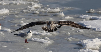 Pontische Meeuw / Caspian Gull / Larus cachinnans