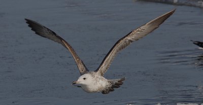 Pontische Meeuw / Caspian Gull / Larus cachinnans