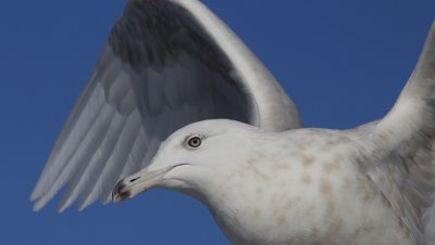Grote Burgemeester / Glaucous Gull / Larus hyperboreus