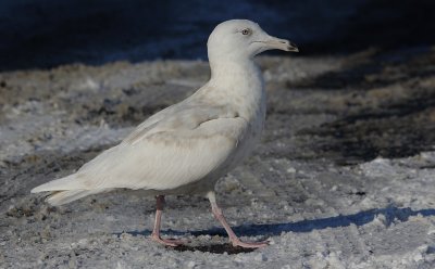 Grote Burgemeester / Glaucous Gull / Larus hyperboreus