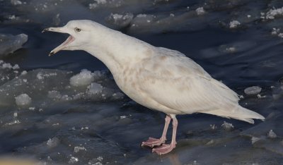 Grote Burgemeester / Glaucous Gull / Larus hyperboreus