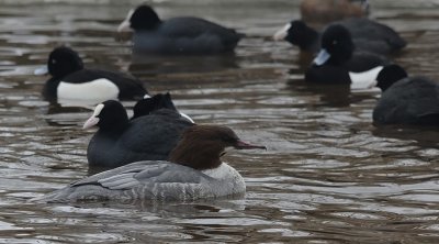 Grote Zaagbek / Goosander / Mergus merganser