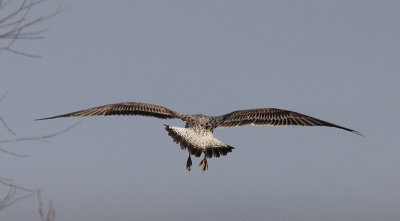 Pontische Meeuw / Caspian Gull / Larus cachinnans