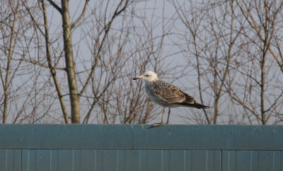 Pontische Meeuw / Caspian Gull / Larus cachinnans