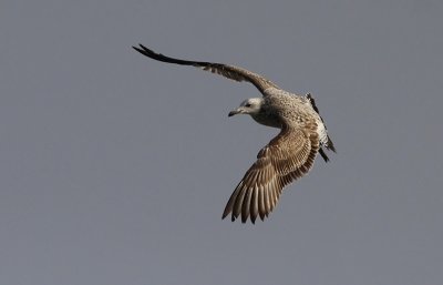 Pontische Meeuw / Caspian Gull / Larus cachinnans