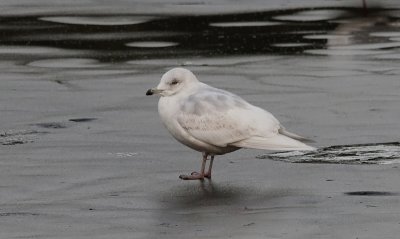 Kleine Burgemeester / Iceland Gull / Larus glaucoides