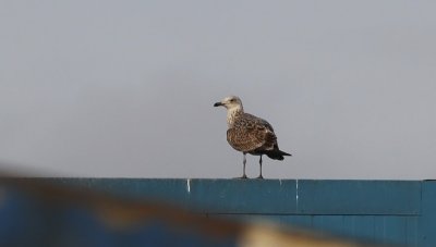 Pontische Meeuw / Caspian Gull / Larus cachinnans