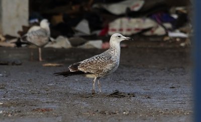 Pontische Meeuw / Caspian Gull / Larus cachinnans