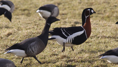 Roodhalsgans / Red-breasted Goose / Branta ruficollis