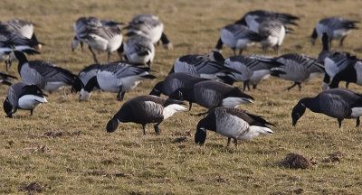 Hybride Rotgans x Zwarte Rotgans / Brant x Black Brant / Branta bernicla x Branta nigricans