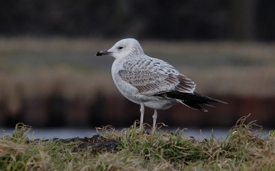 Pontische Meeuw / Caspian Gull / Larus cachinnans