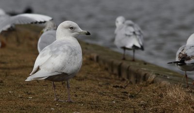 Kleine Burgemeester / Iceland Gull / Larus glaucoides